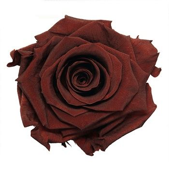 a close up of a red rose on a white background