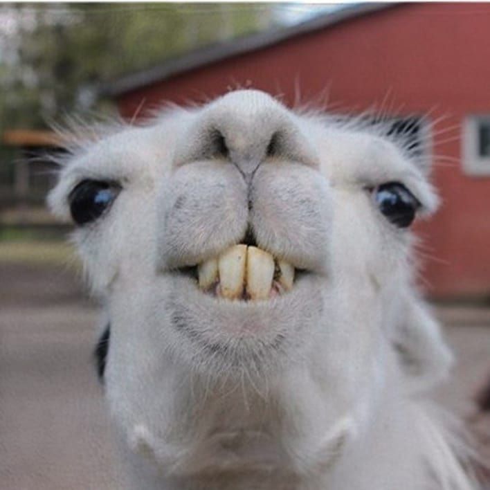 a close up of a llama's face with its mouth open and teeth missing