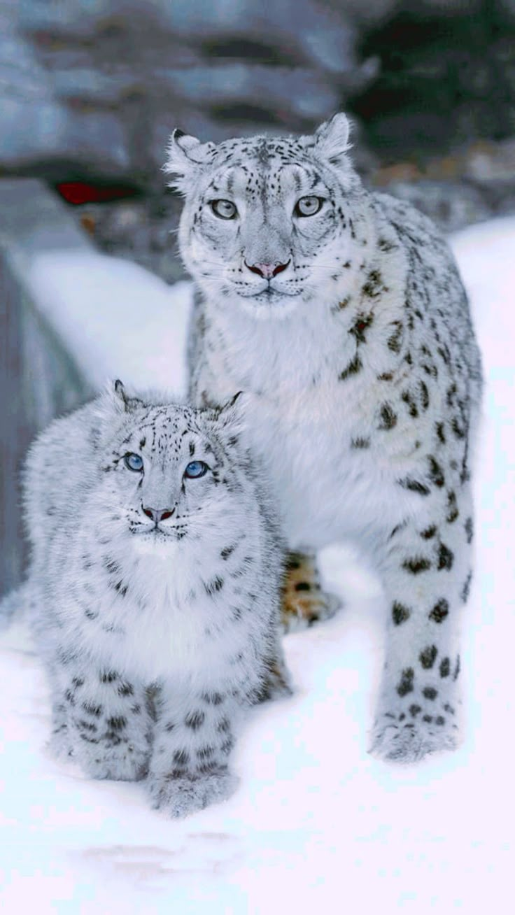 two snow leopards standing next to each other on top of the snow covered ground