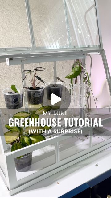 the greenhouse is set up with plants and water in glass vases on top of a shelf