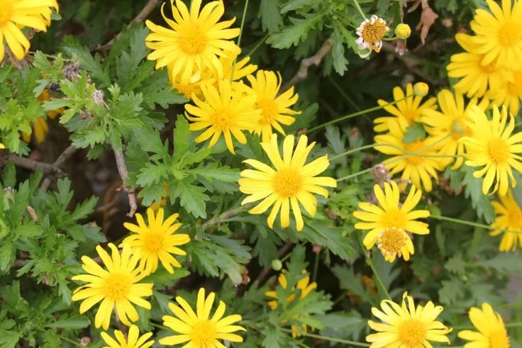 some yellow flowers are growing in the grass