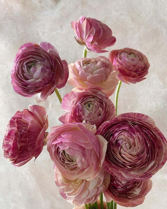 a vase filled with pink flowers on top of a table