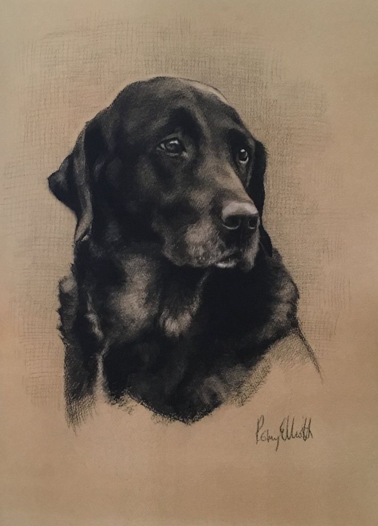 a drawing of a black dog is shown