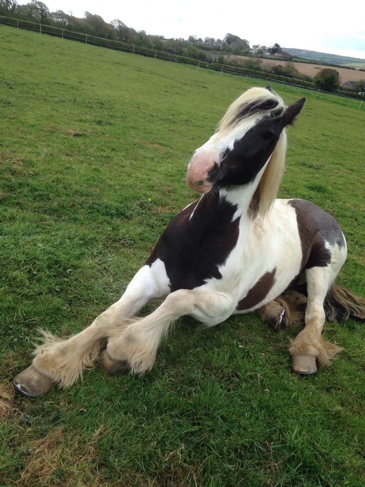 a brown and white horse laying on top of a lush green field