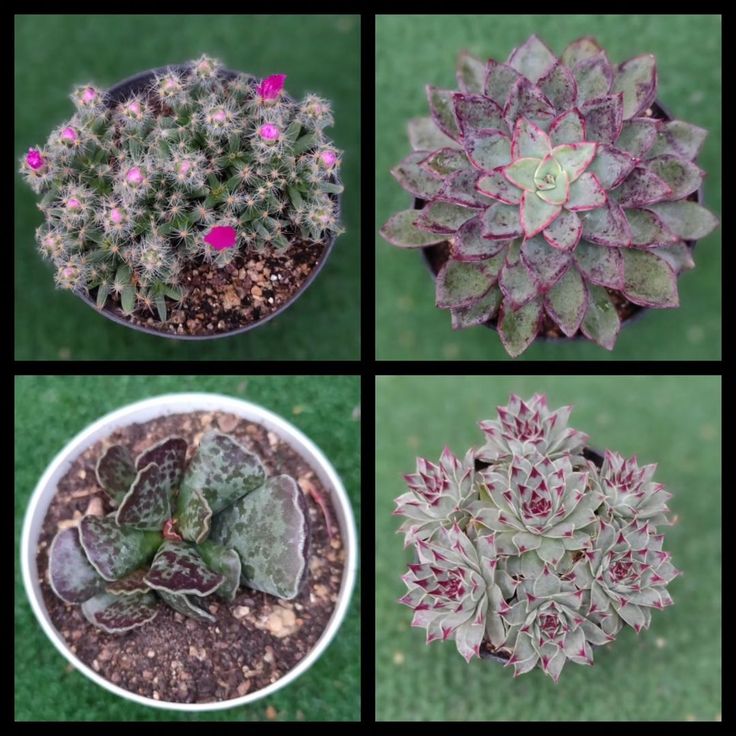 four different types of succulent plants in pots