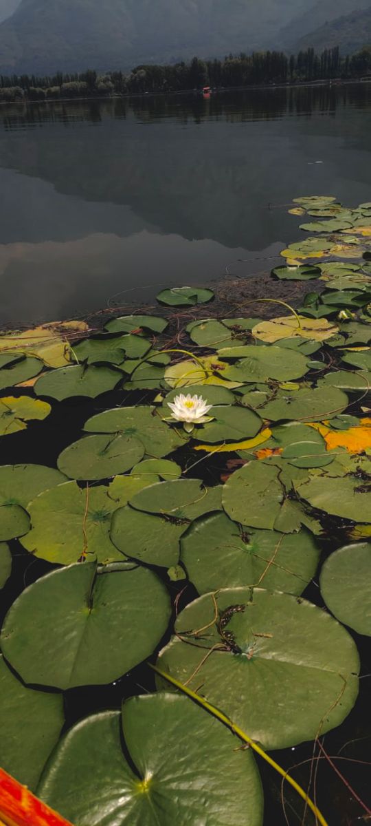 lily pads on the water with mountains in the background