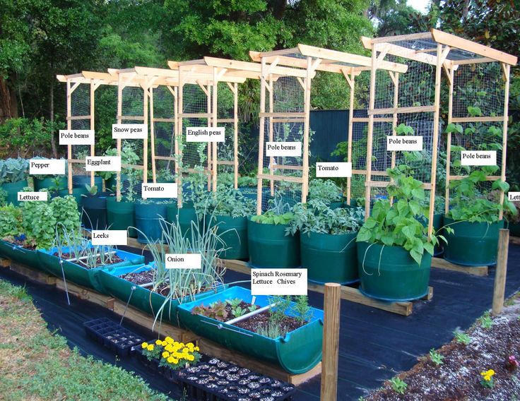 many different types of plants in pots on a wooden platform with labeled labels for each plant