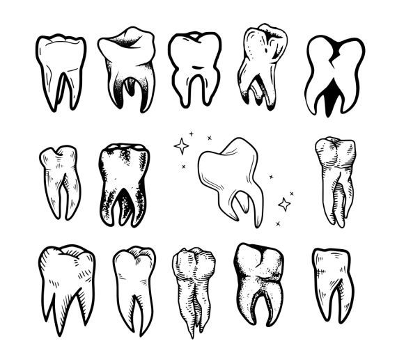 a set of different tooth shapes