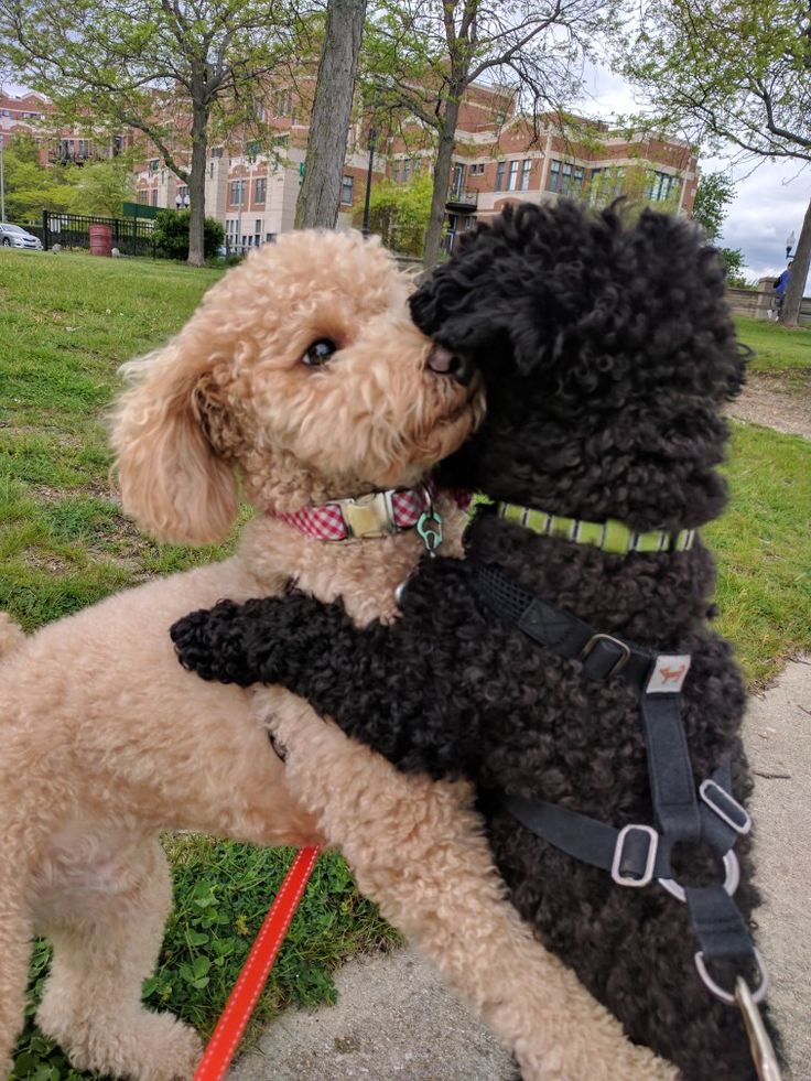 two poodles are kissing each other on a leash