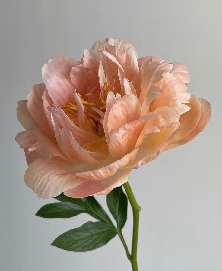 a large pink flower is in a vase