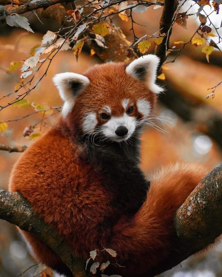 a red panda sitting on top of a tree branch