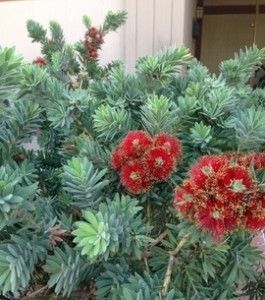 red flowers and green leaves in front of a building with a white door behind them