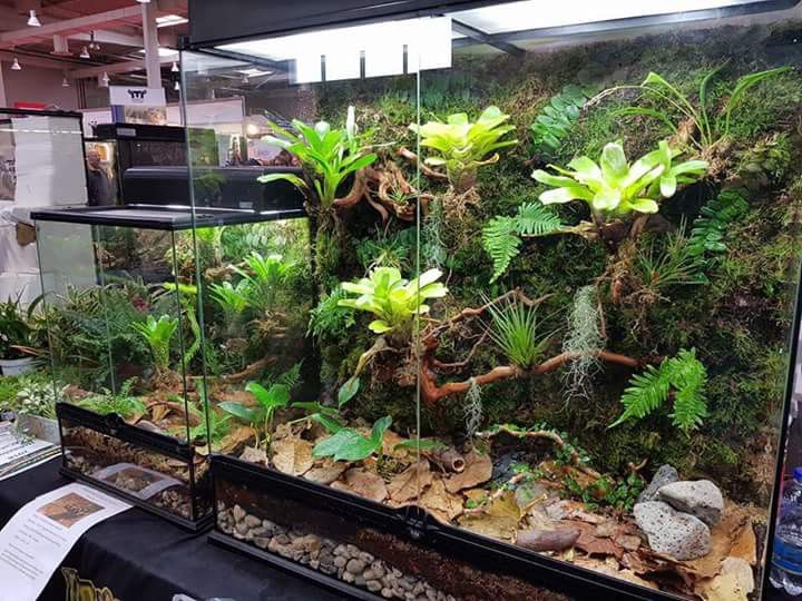 an aquarium with plants and rocks in it