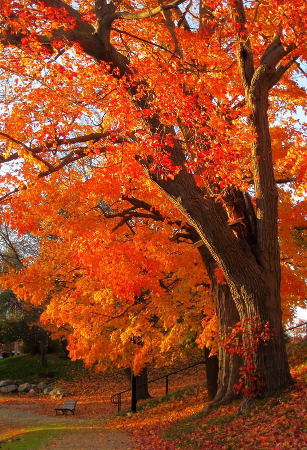 an orange tree with lots of leaves on the ground and in front of it is a park bench