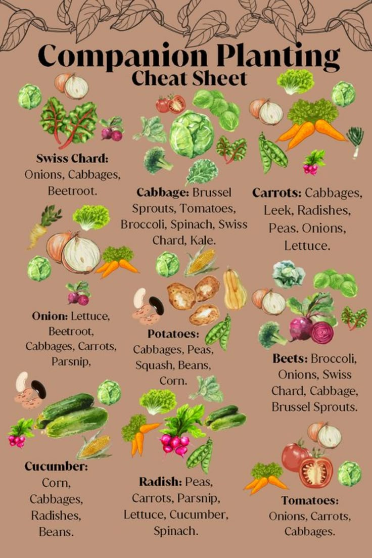 a poster showing the different types of vegetables