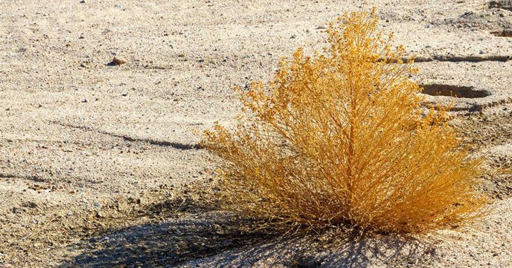 a small yellow plant sitting in the sand