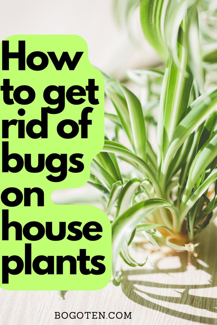 spider plants, how to get rid of bugs on houseplants Bugs In House Plants How To Get Rid Of, How To Get Rid Of Bugs On Plants, Tiny Bugs In House Plants, Indoor Plant Bugs How To Get Rid, How To Debug Plants To Bring Indoors, Bugs In House Plants, Bugs On Indoor Plants, Getting Rid Of Nats, Aphids On Plants