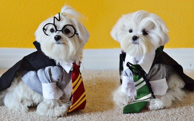 two small dogs dressed up as harry potter and hermione hogwarts are sitting on the carpet