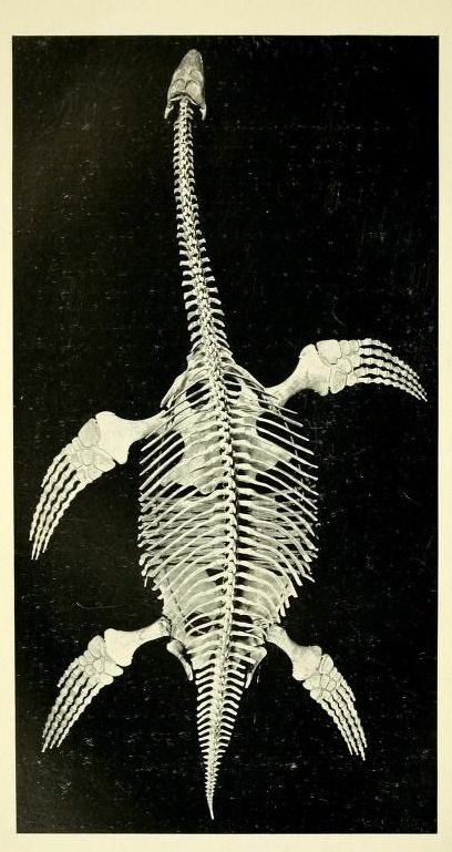 the skeleton of a bird is shown in black and white