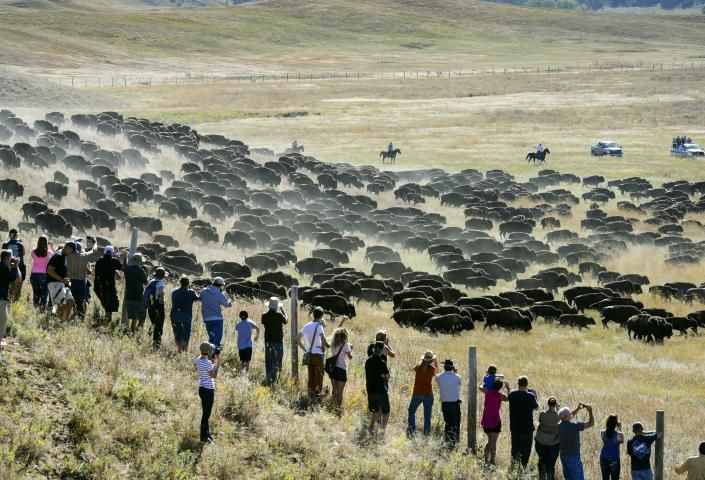 a large group of people standing on top of a grass covered hill next to a herd of cattle