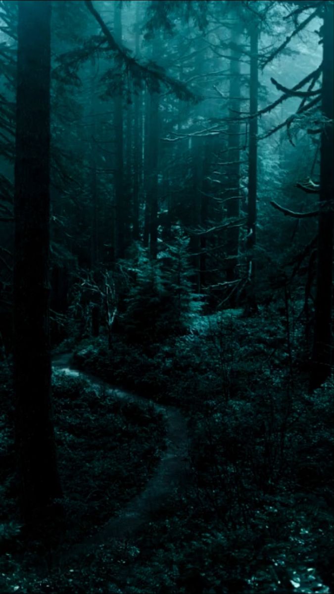 a dark forest filled with lots of trees