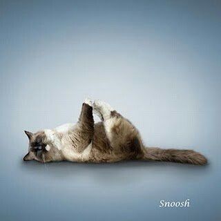 a siamese cat rolling around on its back