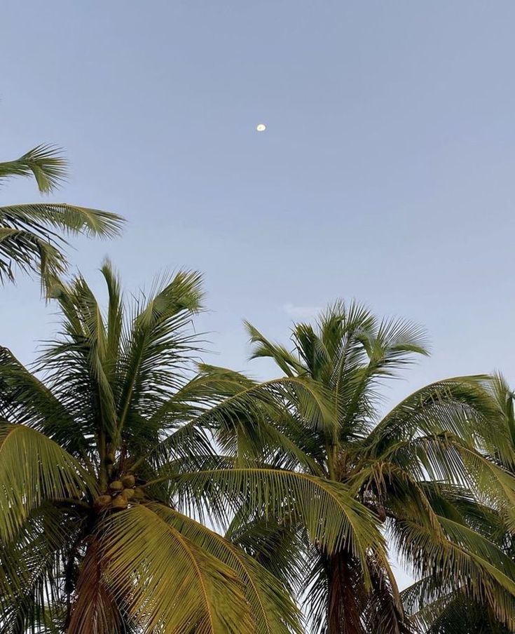 palm trees and the moon are in the sky