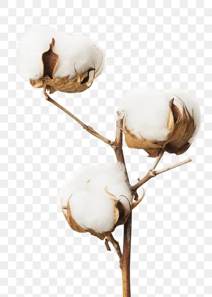 three cotton plants with no leaves on them