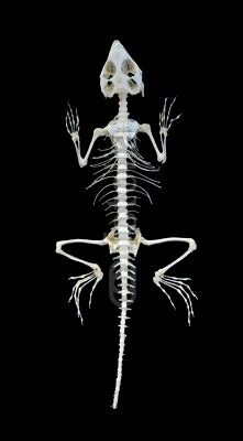 an x - ray image of a skeleton in the dark