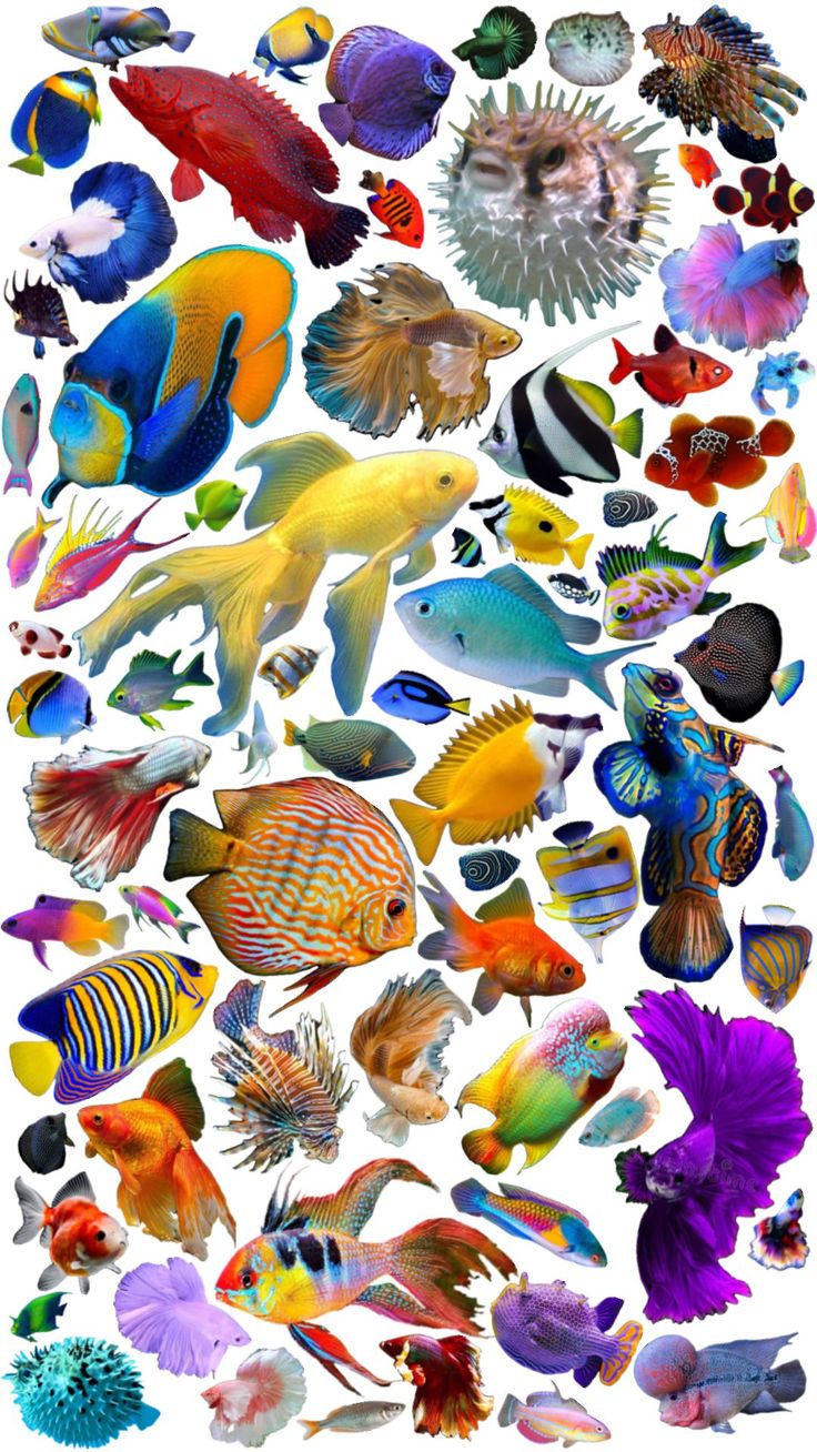 a large group of colorful fish on a white background