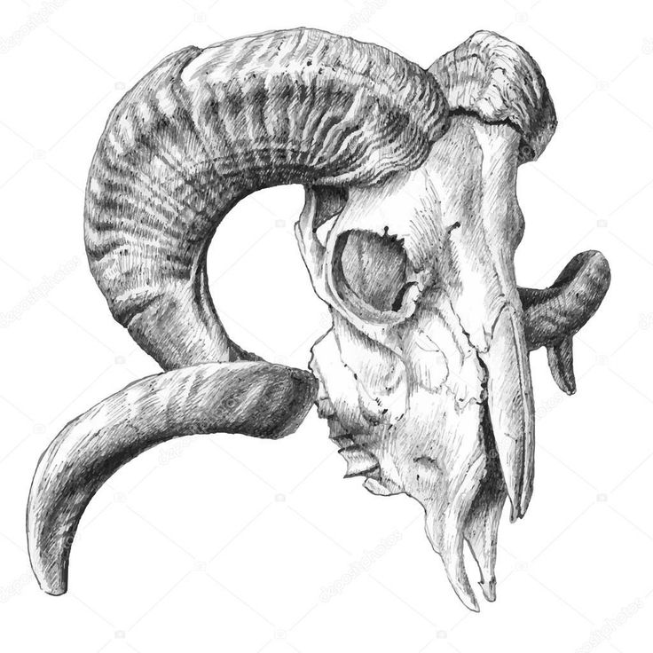 a black and white photo of a ram's head on a pillow cover with horns