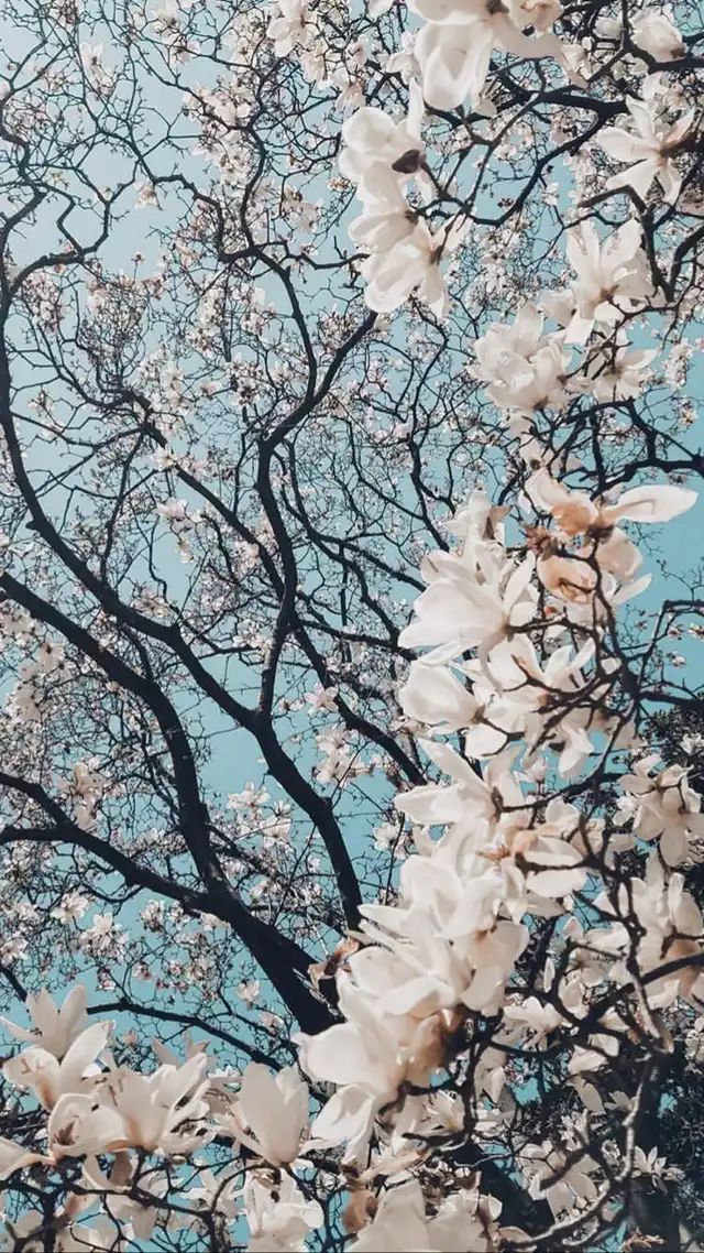 white flowers are blooming on the branches of trees in front of a blue sky