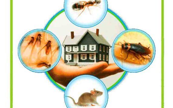 ant pest control Spider Control, Cockroach Control, Types Of Bugs, Ant Control, Get Rid Of Ants, Rodent Control, Best Pest Control, Types Of Insects, Mosquito Control