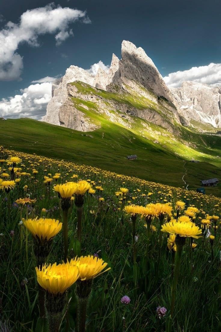 yellow flowers are blooming in the grass with mountains in the background