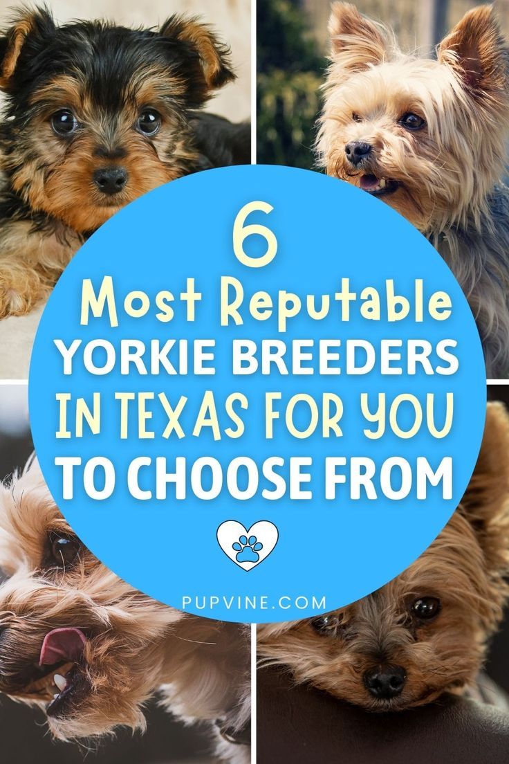 four different yorkie breeds in texas for you to choose from