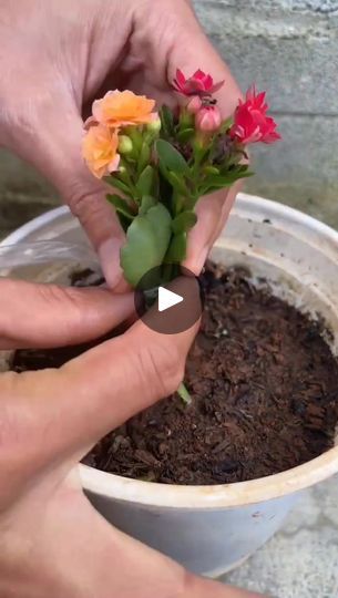 two hands are holding small flowers in a pot