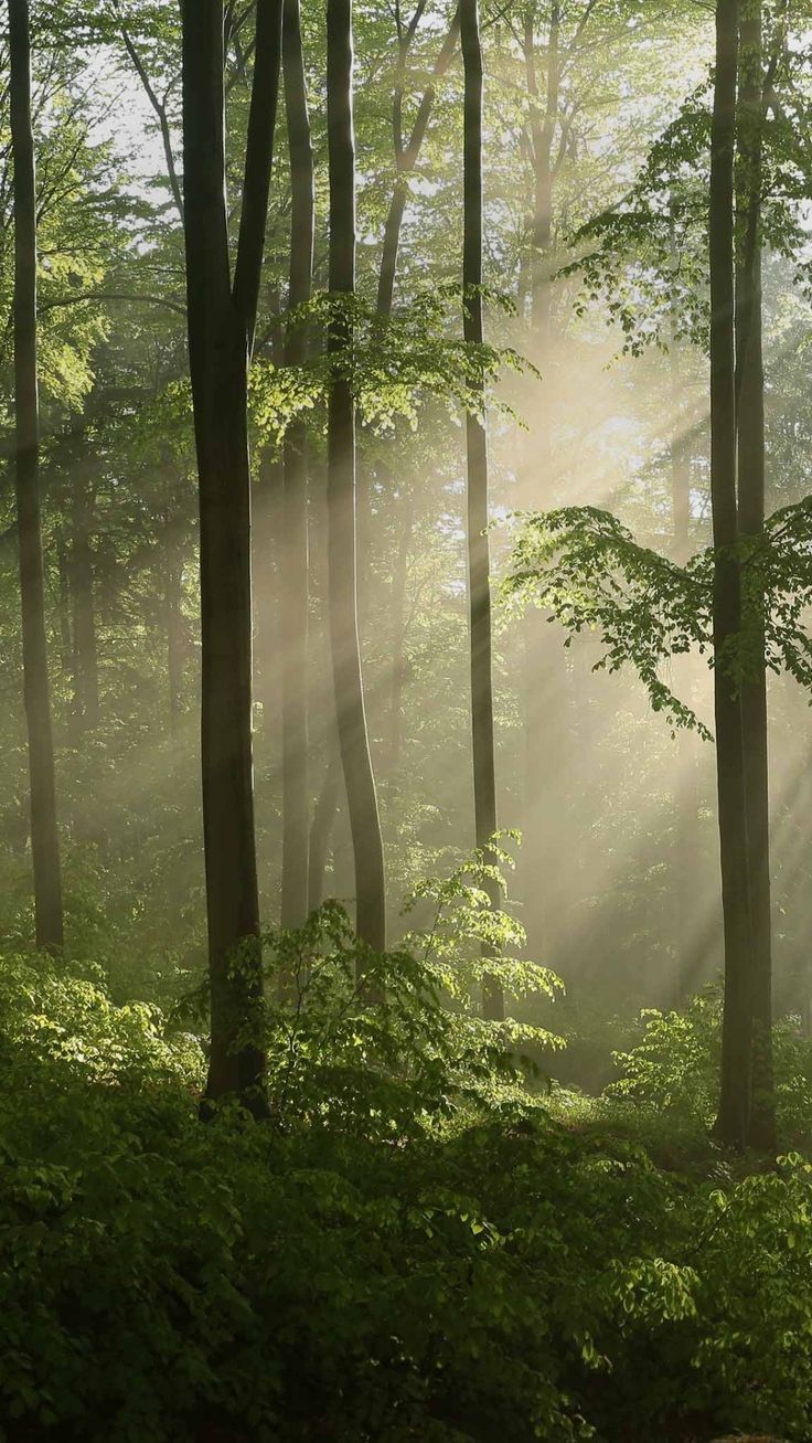 sunbeams shine through the trees in a forest filled with green leaves and grass