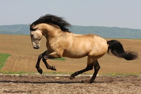 a brown horse running across a dirt field