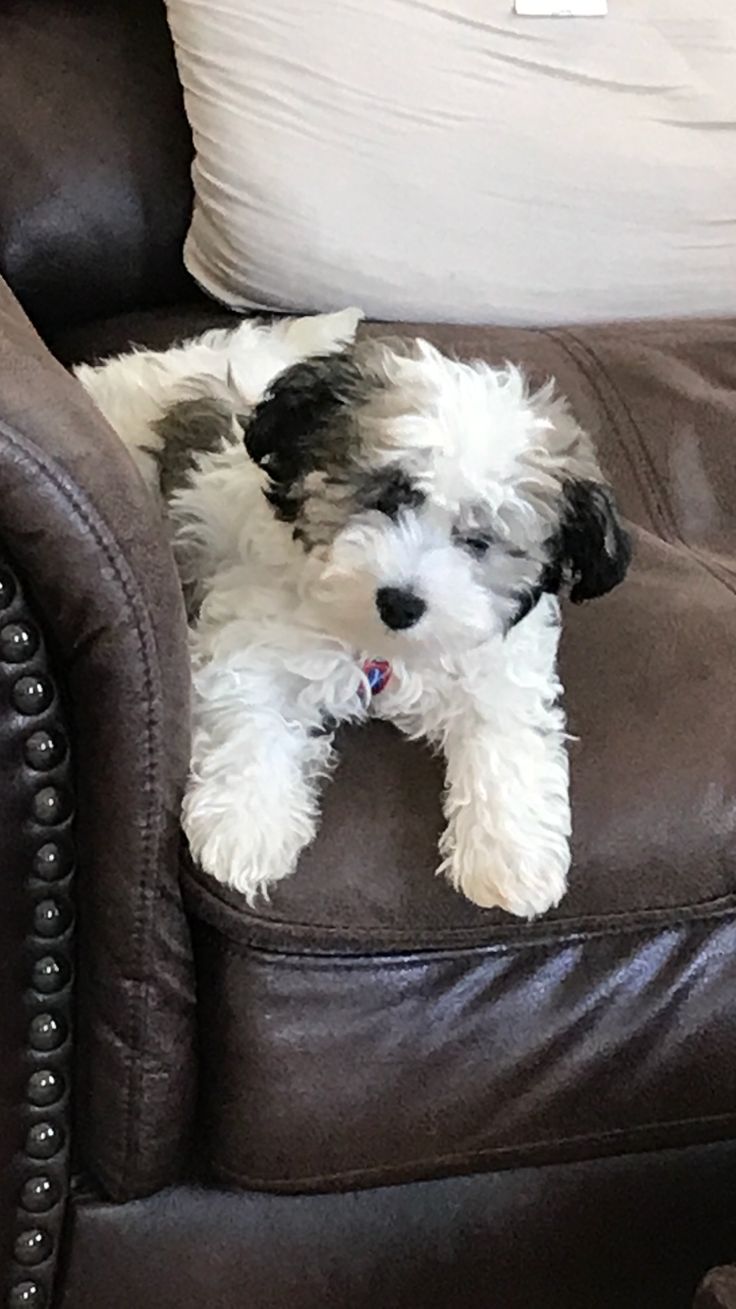 a small white and black dog sitting on top of a brown leather chair next to pillows