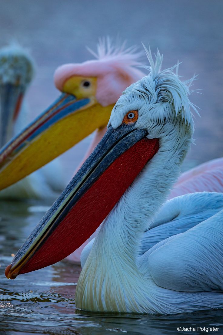 two pelicans are sitting in the water with their beaks open and looking at something