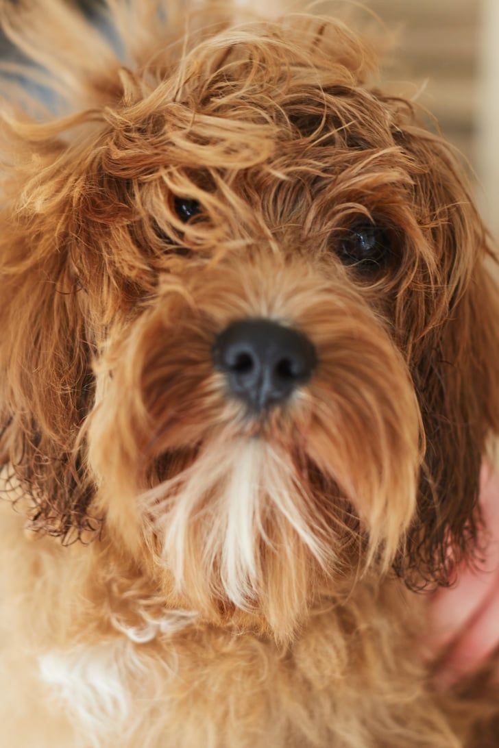 a close up of a dog being petted by someone