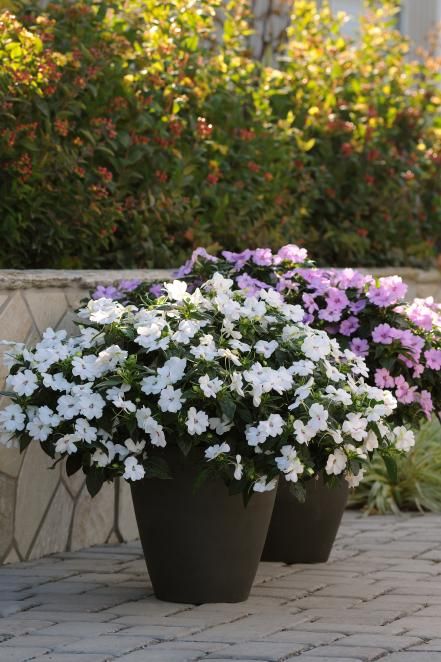 three potted plants with white and purple flowers