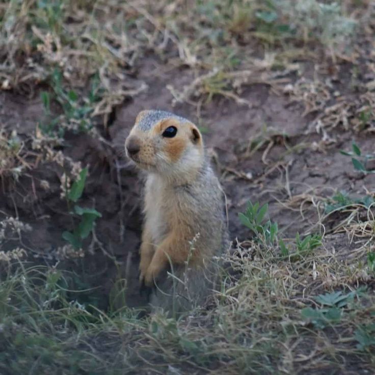 a ground squirrel standing on its hind legs and looking up at something in the air