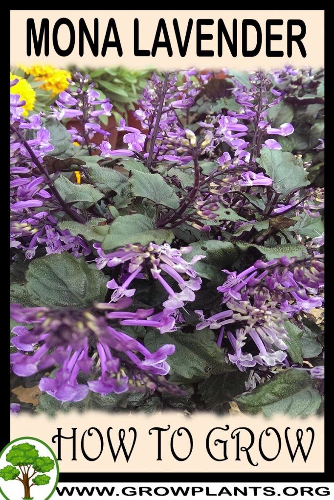 purple flowers with green leaves and the words how to grow mona lavender