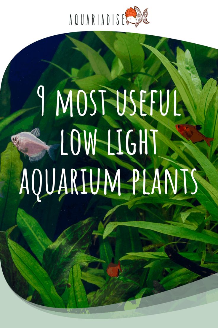 an aquarium with plants and fish in it, text reads i most useful low light aquarium plants