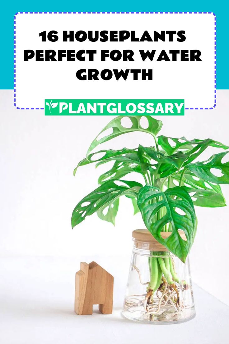 a houseplant in a glass vase with the words plantglossary on it