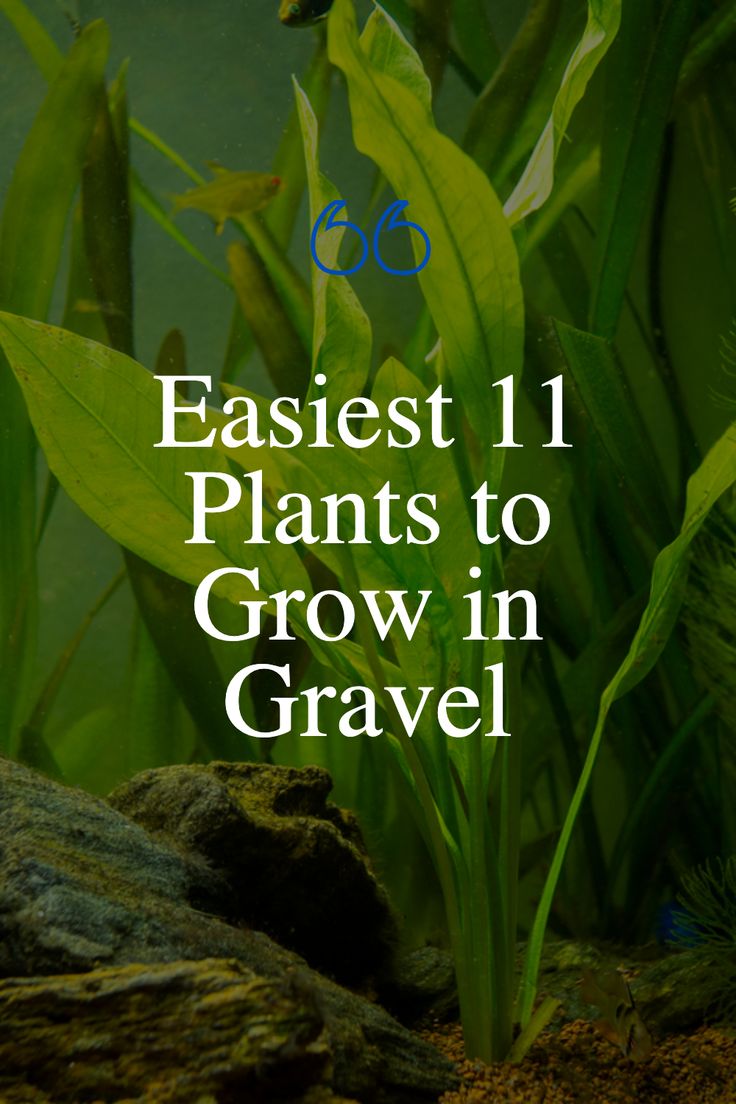 an aquarium with plants growing in it and the words, fastest 11 plants to grow in gravel