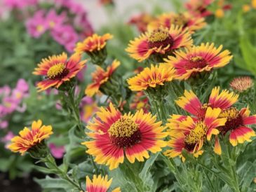 yellow and red flowers are growing in the garden