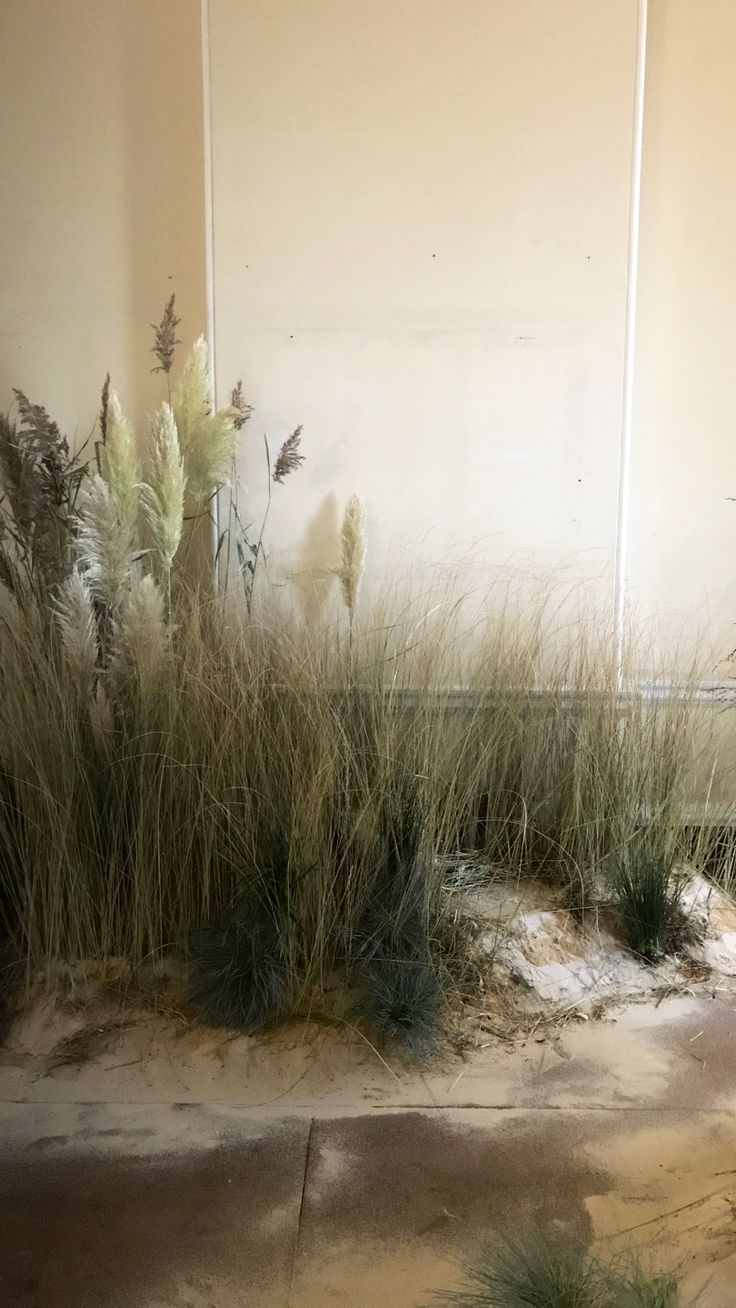 some grass and plants in front of a white wall