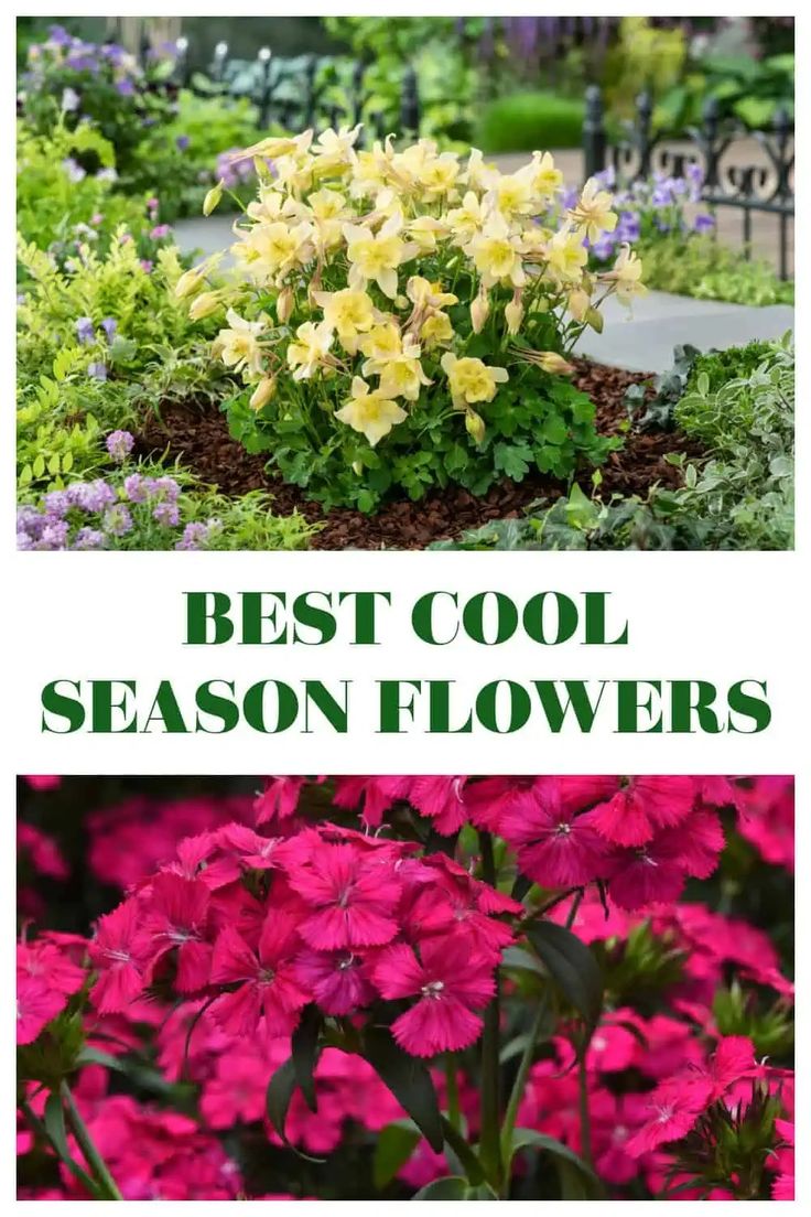 the best cool season flowers for your garden